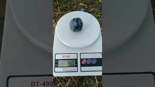 Слива Ненька смотреть онлайн