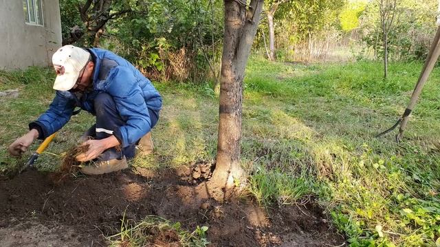 16 Золото растёт у меня на огороде (3).mp4 смотреть онлайн