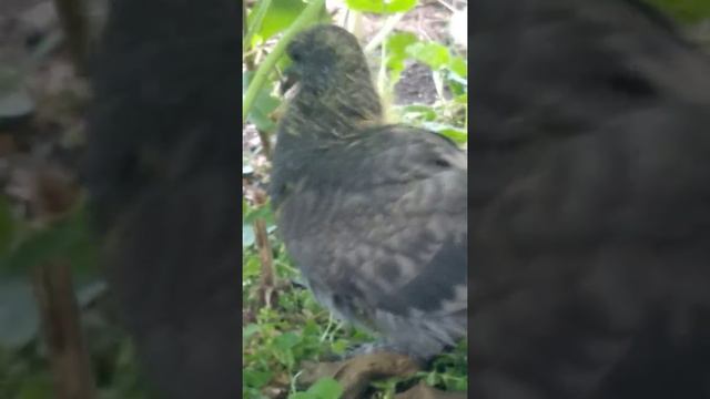 Сёме грустно что бедный птенчик выпал из гнезда смотреть онлайн