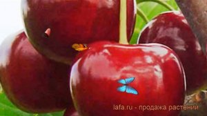 Вишня обыкновенная Чудо-вишня (Дюк) ? обзор: как сажать, саженцы вишни Чудо-вишня (Дюк)