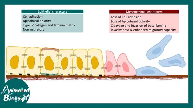 Cancer Metastasis | cancer metastasis mechanism | Metastasis | How do cancers spread in the body? смотреть онлайн