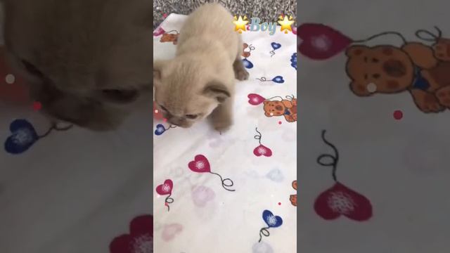Шоколадные бурманские малыши. Питомник бурманских кошек Freya Way смотреть онлайн