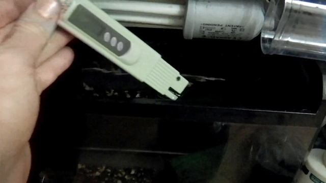 Креветка черный кристалл / Caridina cf cantonensis смотреть онлайн