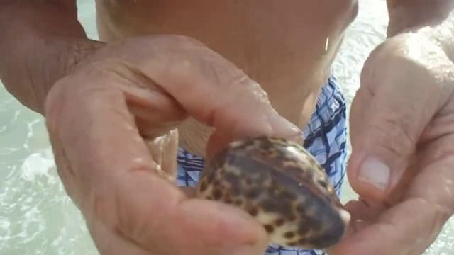 Ракушка - ТИГРОВАЯ ЦИПРЕЯ.Вот какие мы уже грамотные!!! смотреть онлайн