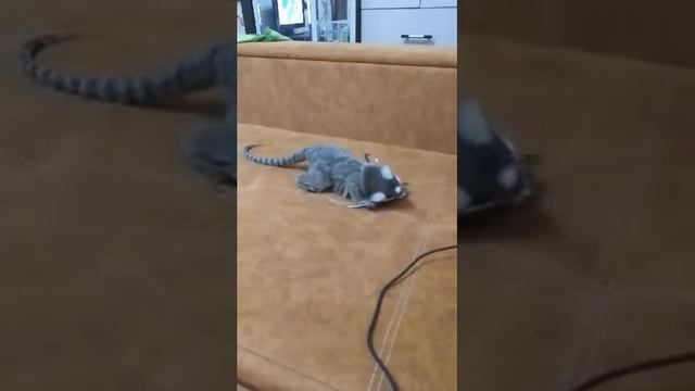 Мармозетка.Аленка прикольная девчонка.""Мартышка и очки""))))) смотреть онлайн