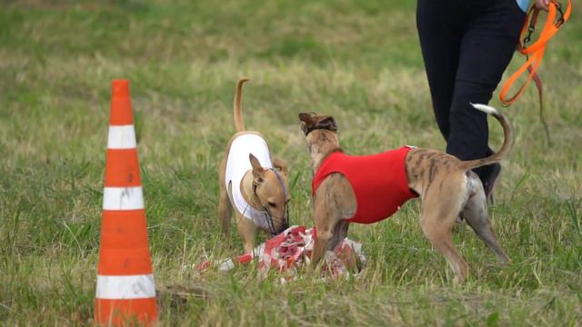 ERIKMAN'S FIRE CARNELIA (к) и STANGERS LAND BRATISLAVA (б) CACIL-ЧРКФ, Русский простор Суханово 202 смотреть онлайн
