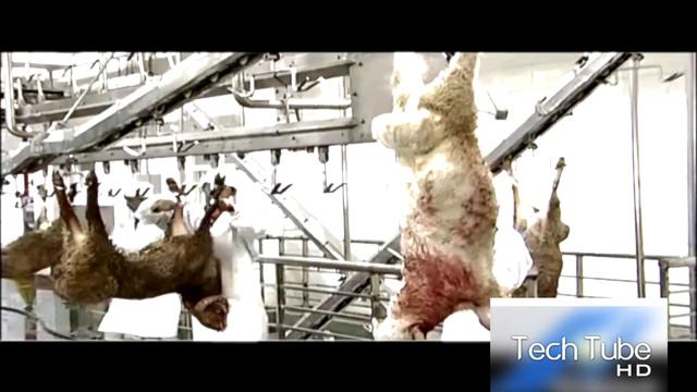 Amazing Modern Sheep Farming Technology | Sheep Meat Processing | Sheep Shearing