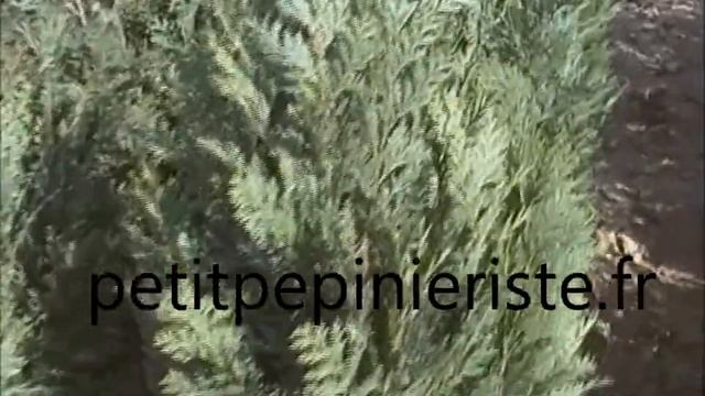 chamaecyparis columnaris.wmv смотреть онлайн