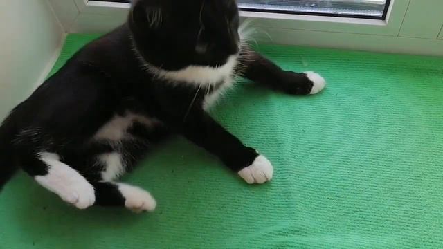 Белый скакун за окном! ? В то время, как умные кошки дома сидят ? смотреть онлайн