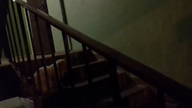 -Знакомство с котом в подъезде своего дома.))Россия.Город Смоленск.Улица Рыленкова.Декабрь 2018 г.- смотреть онлайн