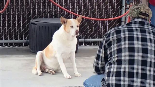 Shelter Dog Cries When He Recognizes The Man Standing In Front Of Him...