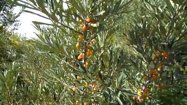 Облепиха уже начинает созревать летом 2021 года смотреть онлайн