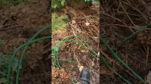 Открываю после зимовки гортензию