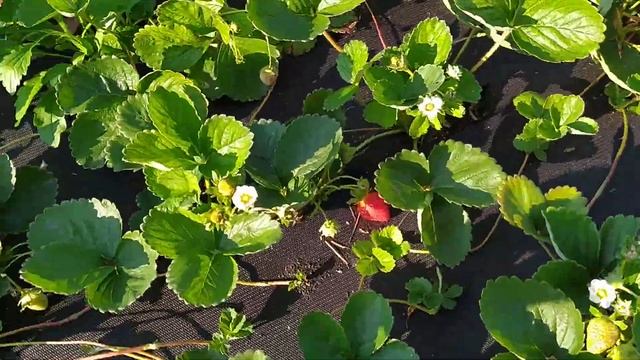 Высаживаем клубнику Фурор и Мурано в жару 35 смотреть онлайн