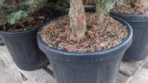 обзор .Ель колючая 'Исели Фастигиата.