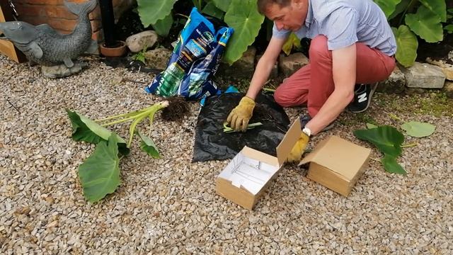 Colocasia Esculenta | Elephant Ear Plant | Taro | Exotic Tropical Garden смотреть онлайн