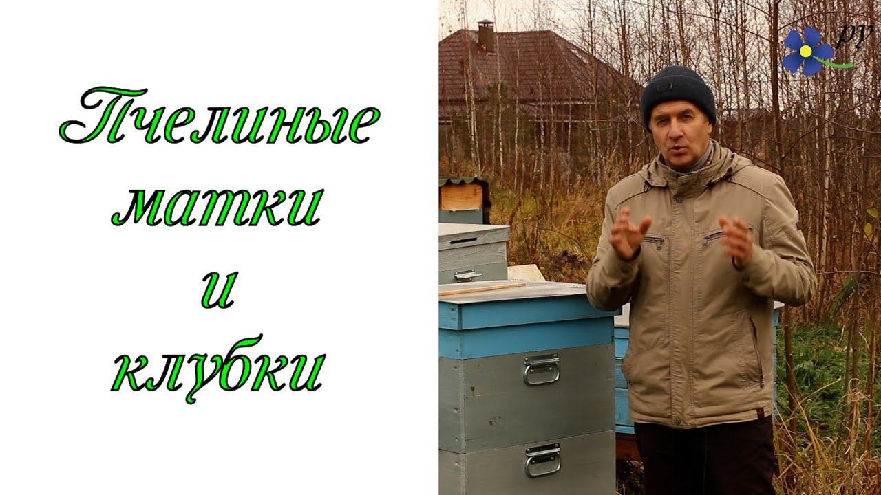 Клубки и пчелиные матки смотреть онлайн