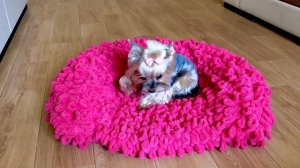 Лежанка для собак ? и кошек/котов ? из Alize Puffy своими руками ?