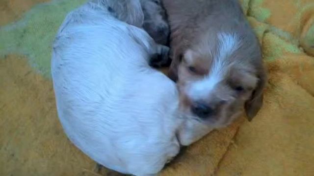 Копия видео милые щинки смотреть онлайн