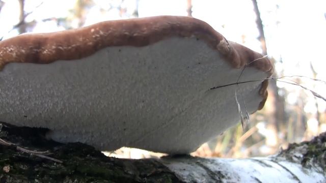 Heilpilz Rotrandiger Baumschwamm und andere schöne Baumpilze смотреть онлайн