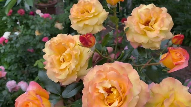 Роза Акварель, штамбик в моем саду!????? смотреть онлайн