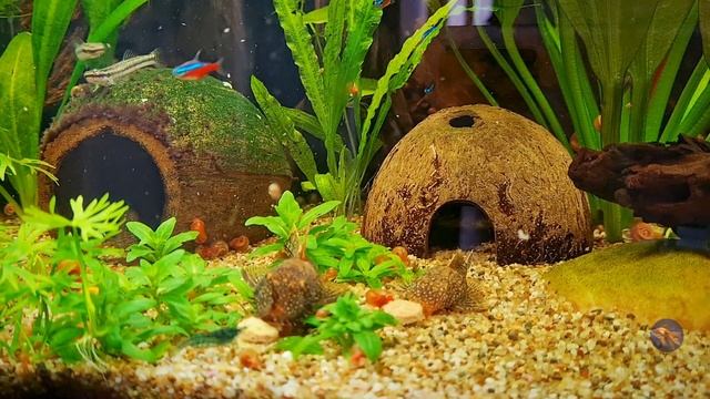 Ancistrus Gold Leopard/ Анциструс золотой леопард.