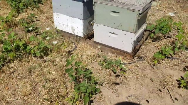 обрабатываем от клеща на точке у Гаврила смотреть онлайн