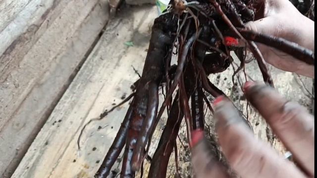 Продажа🌺 пионов. Сосновоборск, Железногорск, Красноярск. смотреть онлайн