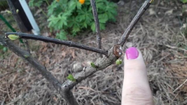 Пробую спасти "плачущую" гортензию. смотреть онлайн