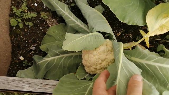 03.09.2023. На даче. Осень началась🍁🍂🍁🍂🍁🍂😢 смотреть онлайн