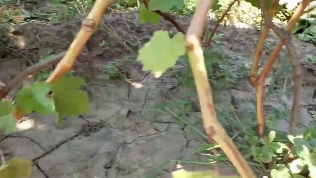 Мускатная ультра ранняя форма 555, Алекс, Дынька и др. 5 августа. Виноградник Щереденкова В.А. смотреть онлайн