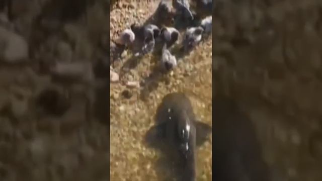 СОМ И ГОЛУБИ #shorts #рыбалка #сом смотреть онлайн