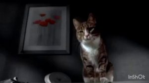 Kitekat - еда энергичных кошек (Борис один дома) (в конце: еда энергичных кошек на зелёном фоне) (1