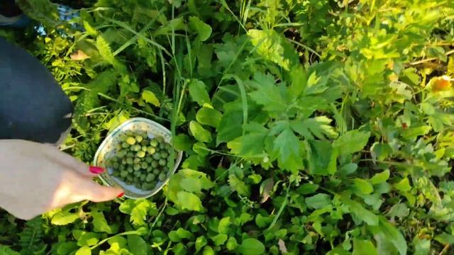 Готовка на Открытом Воздухе