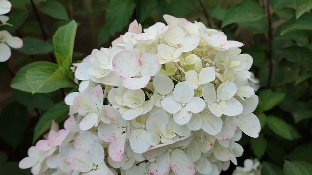 Цветение метельчатой гортензии ДАЙМОНД РУЖ (Подмосковье). смотреть онлайн