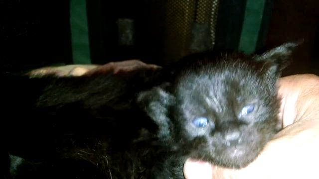 Как выглядят котята чёрный солид породы Мейн кун в возрасте 19 дней смотреть онлайн