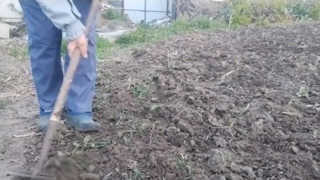 Ждали дождика. Дождались. Наконец-то я смогла прорыхлить дубовую землю. смотреть онлайн