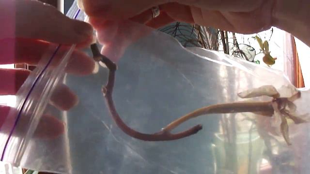 Как отделить семенную коробочку орхидеи от цветоноса.How to separate the seed box with peduncle. смотреть онлайн