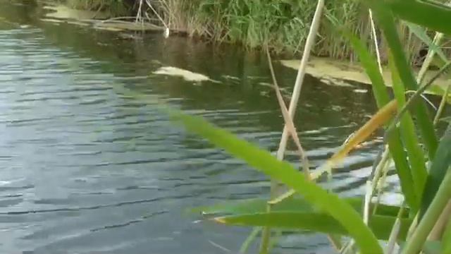 Ловля окуня днем на червя смотреть онлайн