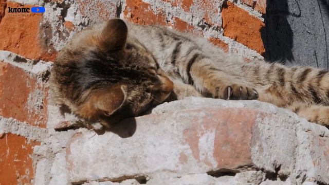 Без кота и жизнь не та. Смотрим поднимающее настроение видео ко дню кота смотреть онлайн
