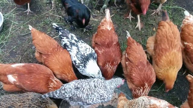 Куры жрут смотреть онлайн