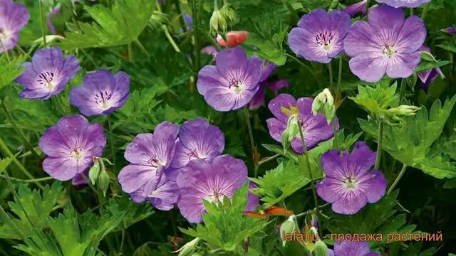 Герань гибридная Розанна (geran-gibridnaya-rozanna) ? обзор: как сажать, саженцы герани Розанна