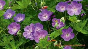 Герань гибридная Розанна (geran-gibridnaya-rozanna) ? обзор: как сажать, саженцы герани Розанна