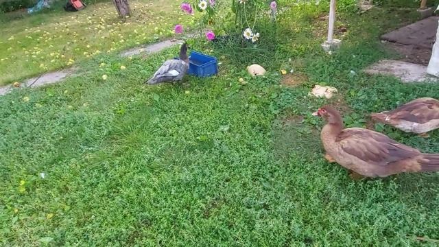 Мускусная утка. Кушает, летает- вобщем-то растёт. смотреть онлайн