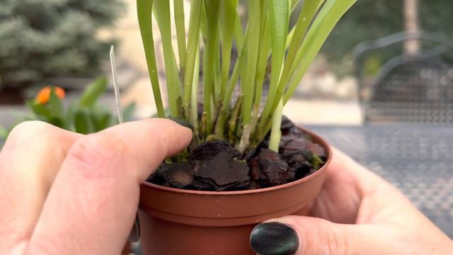 Масдеваллии в моей коллекции!Обзор!Masdevallia Orchids 02.2022.
