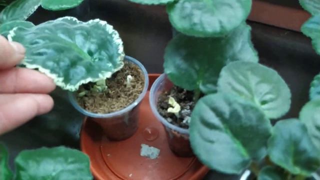 Обзор фиалочек, листики фиалок спустя два месяца после покупки.#фиалки #любимыецветы #цветы смотреть онлайн