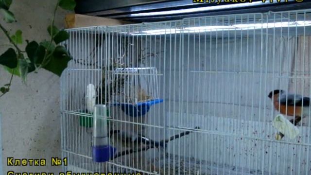 Гибридизация и разведение снегирей смотреть онлайн