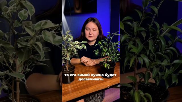 КУДА ПОСТАВИТЬ ФИКУС БЕНДЖАМИНА #дизайн #растения #уход #ландшафтныйдизайн #ландшафт #озеленение смотреть онлайн