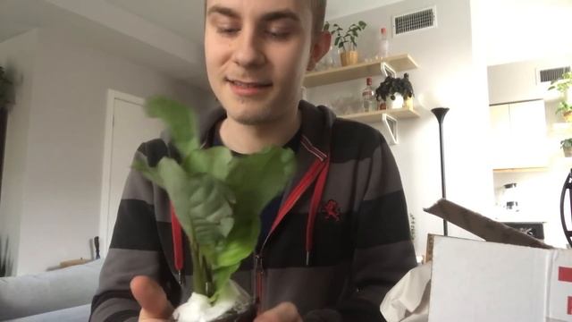 NSE Tropicals Houseplant Unboxing | Calathea Orbifolia