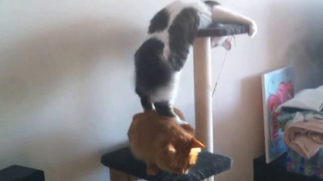 Кошка. Массаж смотреть онлайн